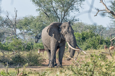 南非普马兰加省的长着大象牙的大象