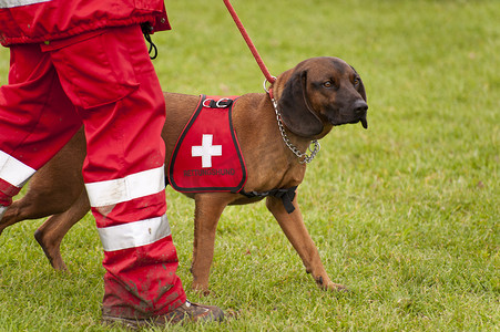 救援犬中队的训练