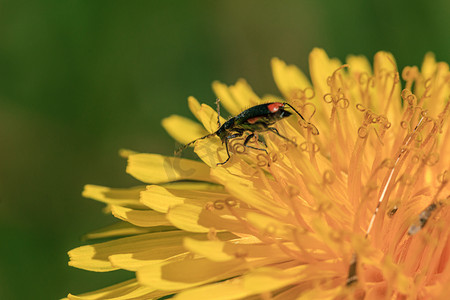 黄色背景框摄影照片_黄色蒲公英花粉中的绿色虫子