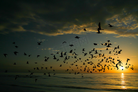 早晨的鸟和海