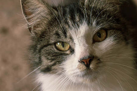 猫咪表情摄影照片_混合物种毛茸茸的猫肖像