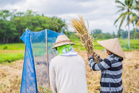 收获日摄影照片_2019 年 5 月 23 日，印度尼西亚，巴厘岛：印度尼西亚农民在巴厘岛乌布的田地里筛选水稻。