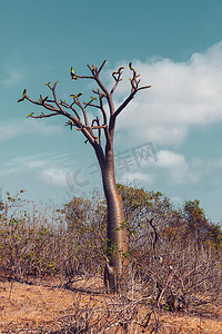 马达加斯加荒野中的厚柄树