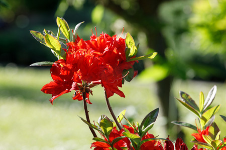 红色杜鹃杜鹃花在春天的花园里绽放