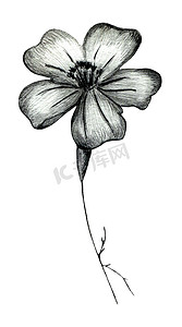 手绘小元素摄影照片_黑色和白色手绘万寿菊花在白色背景下分离。