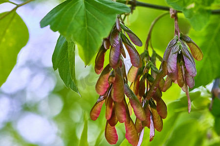 枫树冬青或枫树梧桐或枫树 platanolistny lat Acer platanoides 属枫树 Acerfamily Sapindaceae 颜色