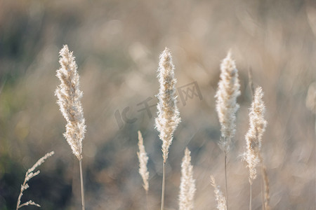 潘帕斯草摄影照片_Cortaderia selloana 高大时髦的潘帕斯草在夕阳田野的风中庄严地摇曳