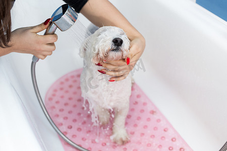给狗洗澡摄影照片_一个女孩在浴室给她的狗洗澡的特写镜头，她把淋浴间的水倒在她身上。
