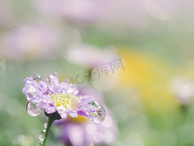 绿色背景中与雨滴特写的粉红色小花