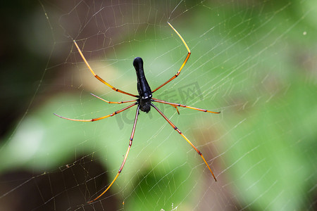 黑色圆织蜘蛛 (Nephila kuhlii Doleschall, 185) 的图像