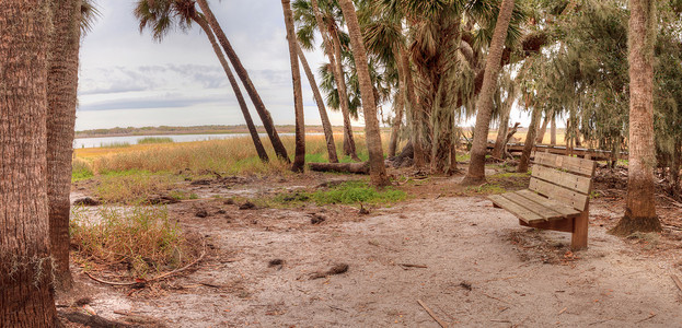 俯瞰 Myakka 河 S 湿地和沼泽的长凳