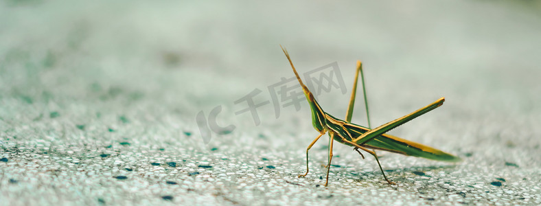 banner条纹摄影照片_BANNER 自然美女真实照片MACRO 关闭锥头东部长蚂蚱Acrida ungarica，蝗虫昆虫怪异美妙，绿色橙色条纹。