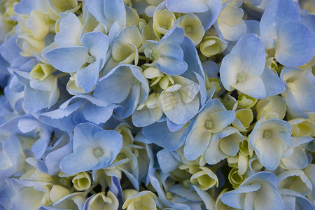 蓝色绣球花美术花卉自然。