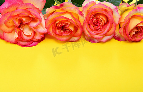 黄色背景上的粉黄色玫瑰