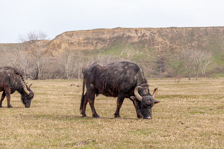 带角的黑牛在山区绿色的草地上吃草。