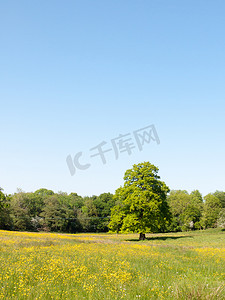 开放的春天田野日郁郁葱葱的天空蓝绿草背景黄色