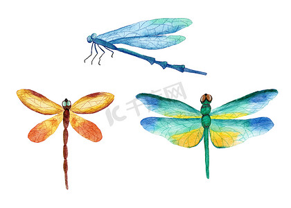 手绘蒲公英摄影照片_三种明亮生动的蜻蜓昆虫的水彩手绘插图。