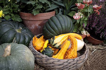 秋天丰收背景摄影照片_柳条篮中的各种小装饰南瓜作为花园装饰