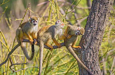 树枝上常见的松鼠猴