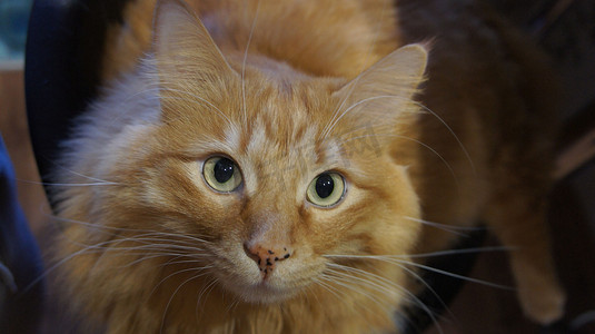 大姜猫，看起来很好奇，猫眼