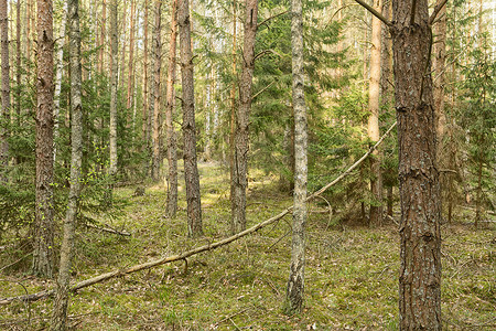 原始森林摄影照片_波兰原始比亚沃维扎森林的美丽景色