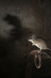 黑鼠或田鼠肖像在一个旧的干草堆，Rattusrattu