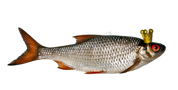 金冠鱼银孤立在白色背景