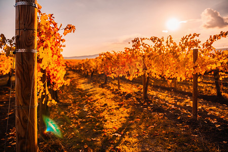 秋摄影照片_在温暖的日落阳光下，葡萄园里明亮的秋红橙黄色葡萄树叶。