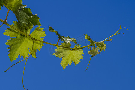 小道消息摄影照片_孤立的葡萄藤枝，蓝天为背景