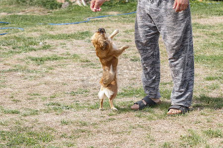 狗跳摄影照片_狗跳起来去抓食物。