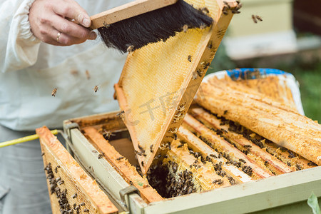养蜂人从蜂窝中刷蜜蜂