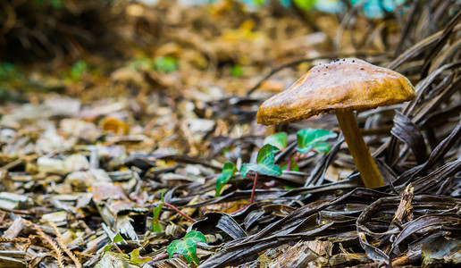 圆形帽子摄影照片_森林中的棕色圆形蘑菇，地面自然森林背景上有木片
