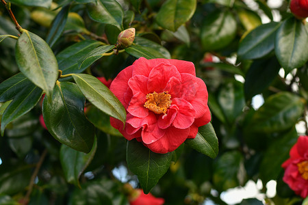 花蕾摄影照片_法国粉红色盛开的山茶花和花蕾