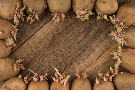 发芽土豆摄影照片_用于在木质表面种植的发芽土豆