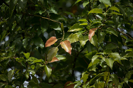 叶子蓝色摄影照片_香樟树的叶子