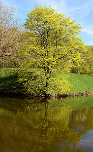 池塘卡通摄影照片_池塘里倒映着高大的树木，枝繁叶茂