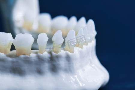 有牙解剖学模型的更低的人的颌骨