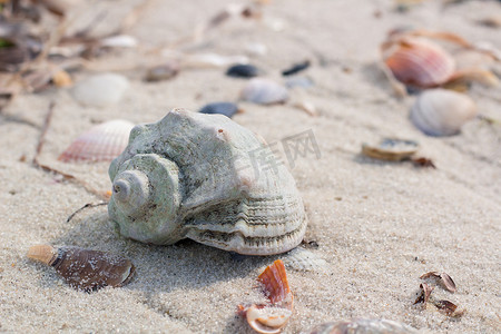 沿海沙滩海景上的大贝壳和蛤蜊