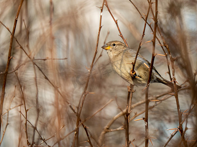 树枝状水系摄影照片_一只胆小的棕色小麻雀栖息在树枝上，一只鸟在金合欢树粗壮的树枝上。