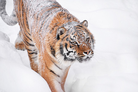 冬雪中西伯利亚虎的特写肖像