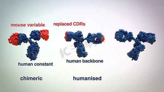 典型抗体分子的结构。抗体和氨基酸