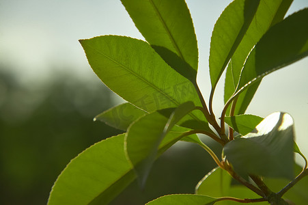 木质部摄影照片_树篱叶