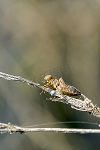 蜻蜓幼虫在自然背景下干燥的图像。
