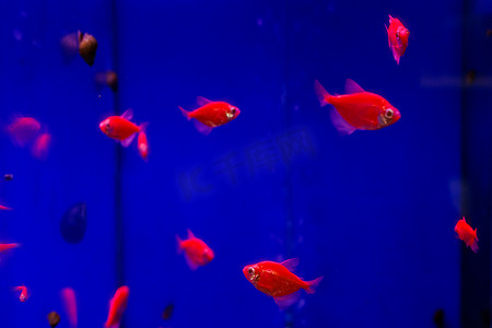 水母共生摄影照片_蓝色水族箱中的红色 Ternetia Glofish