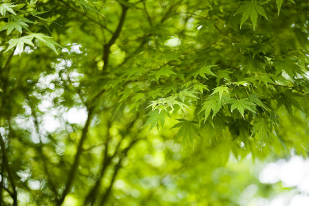 日本绿枫叶，东方生动主题
