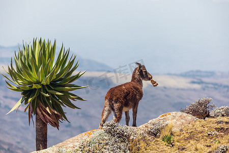 羱羊摄影照片_埃塞俄比亚塞门山脉罕见的瓦利亚羱羊