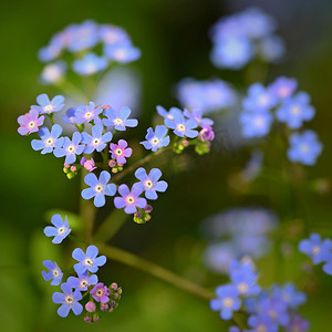蓝色小花美丽的彩色镜头在草丛中。