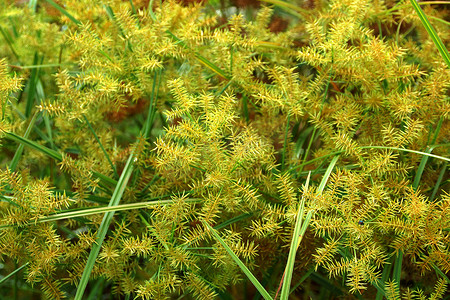 Cyperus odoratus L.（纸莎草）的花