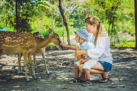 在热带动物园里，母亲和儿子用手喂养美丽的鹿
