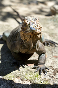 生活在多米尼加共和国蓬塔卡纳附近动物园的鬣蜥